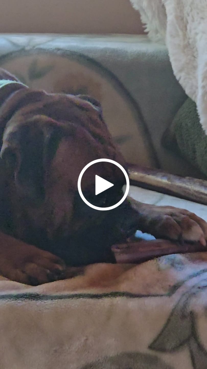 Customer video review of Ostrich Shaft Bones (11" x 2"): The Long-Lasting, Flavorful Chew for Medium to Large Dogs