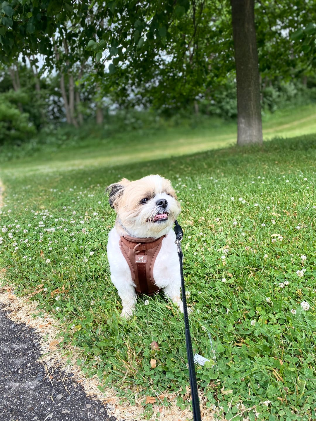 Customer photo review of Solace Adjustable Dog Harness