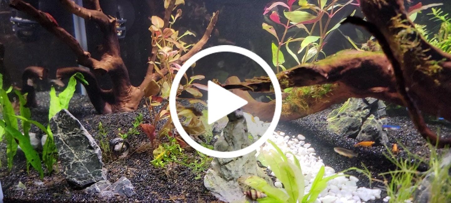 Customer video review of Scarlet Temple  (Alternanthera reineckii)