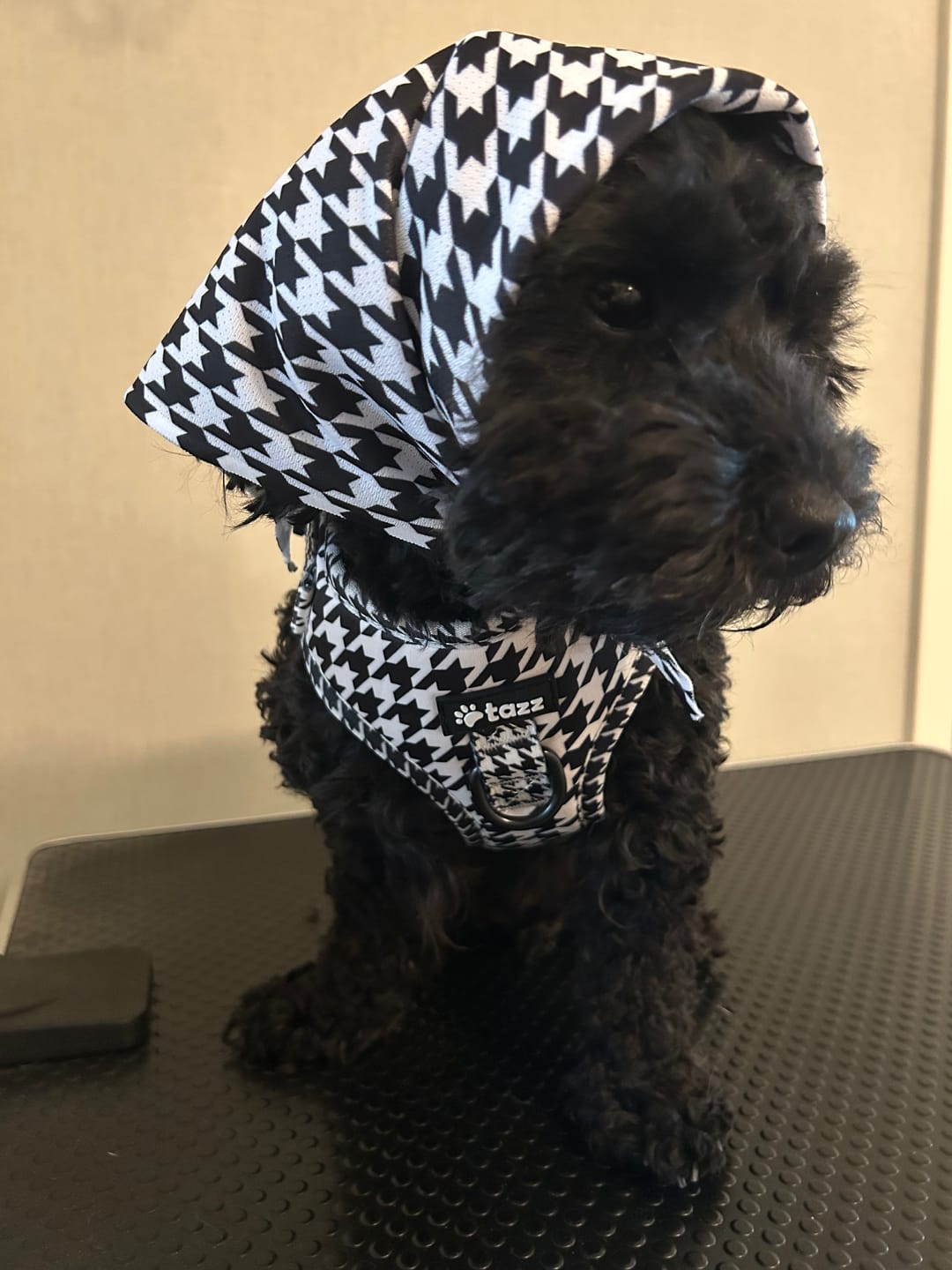 Customer photo review of Sele - la Pepita