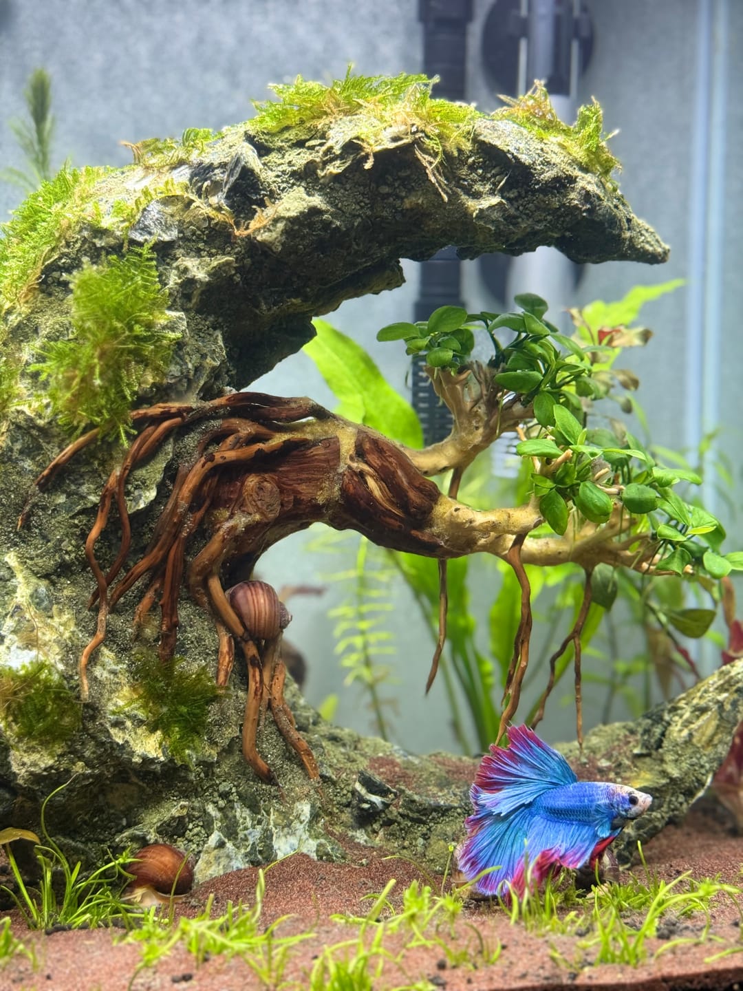 Customer photo review of Magenta Mystery Snail