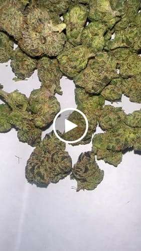 Customer video review of 9 LB Hammer Exotic THCA Flower