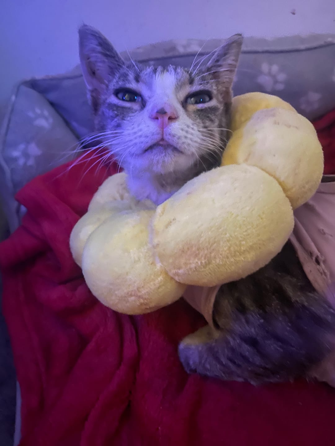 Customer photo review of Cat Shampoo