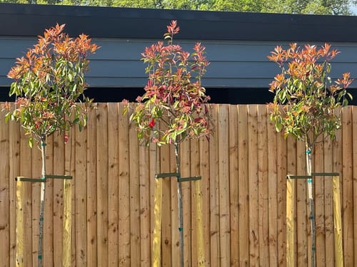 Customer photo review of Red Robin - 3/4 standard trees (140-160cm clear stem)