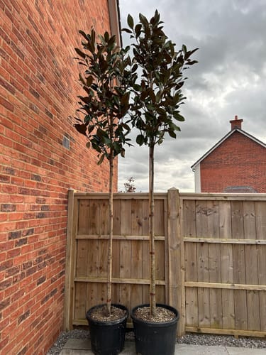 Customer photo review of Magnolia Grandiflora - Standard Trees (180-200cm clear stem)