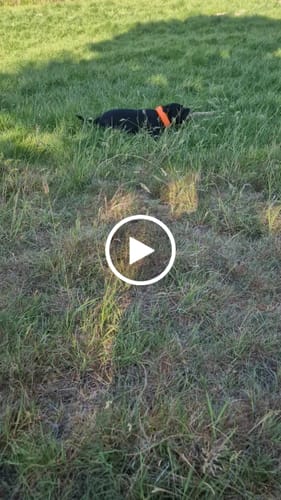 Customer video review of 5cm Slip on Collar | Foam Padded - Black x Orange