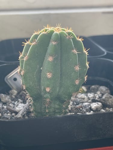 Customer photo review of Trichocereus Zelly | Zelly Flowering Hybrids