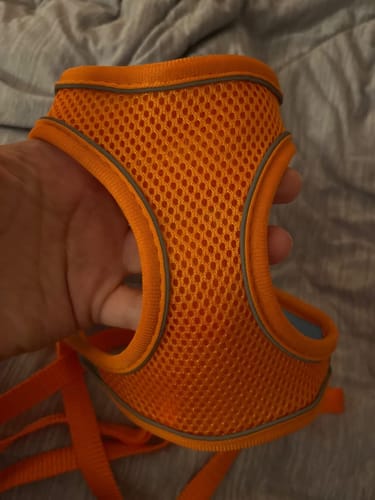 Customer photo review of Explorer Harness | Less boredom. More discovery. A better life for your indoor cat.