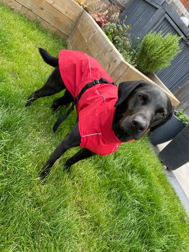 Customer photo review of Vimy & DryDogs Lightweight Waterproof Raincoat with Harness Hole Zip