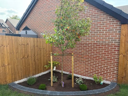 Customer photo review of Red Robin - 3/4 standard trees (140-160cm clear stem)