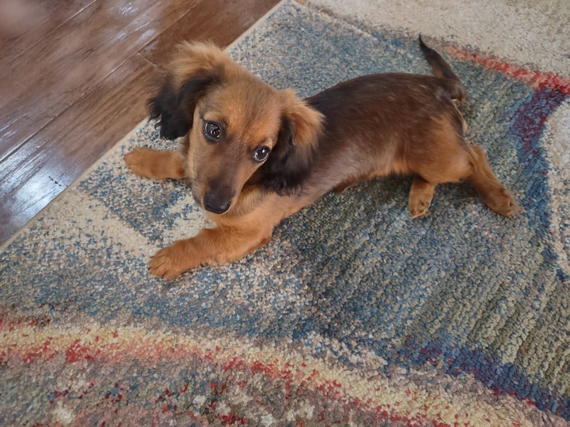 Customer photo review of Dog Bad Breath & Dental Care Remedy