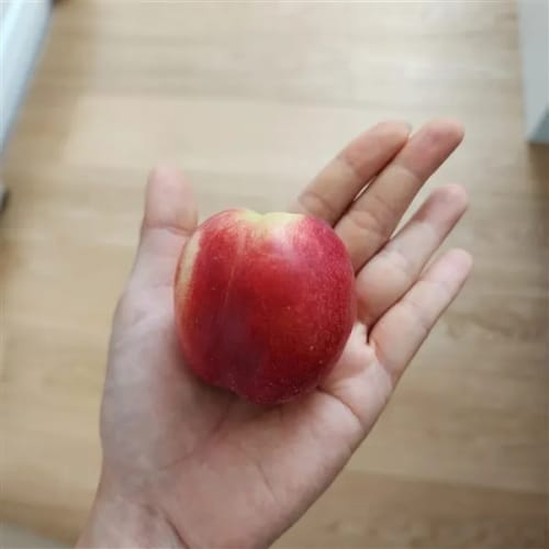Customer photo review of 프리오더 - 25년 첫 수확! 프리미엄 신비복숭아 1.5kg 로얄과 온리 (6/18수확 -> 19 싱도착)