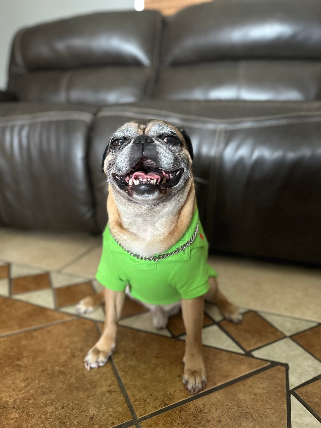 Customer photo review of Polo Ralph Lauren Cotton-Mesh Dog Polo Shirt