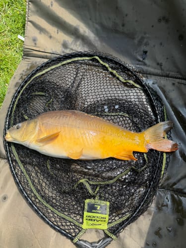 Customer photo review of F1 WIRE STEM FLOAT (10 stuks of €2,54/stuk)💰