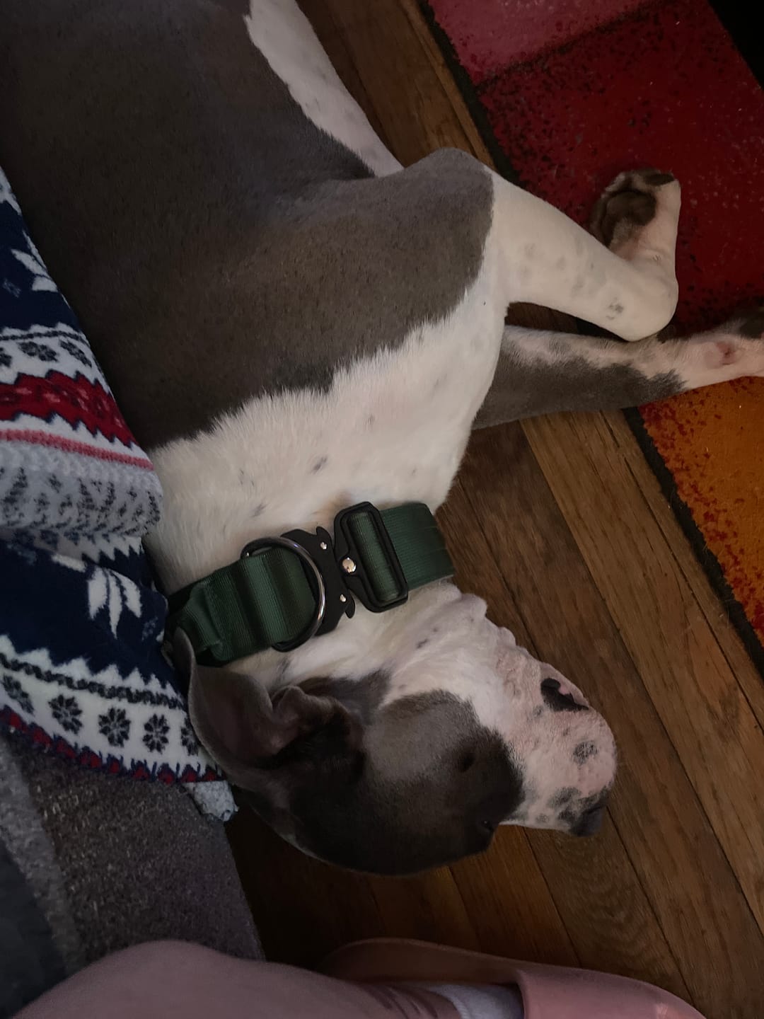Customer photo review of Comfort Control Dog Collars