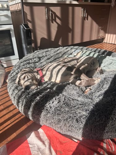 Customer photo review of PaWz Premium Calming Pet Bed with Removable Cover