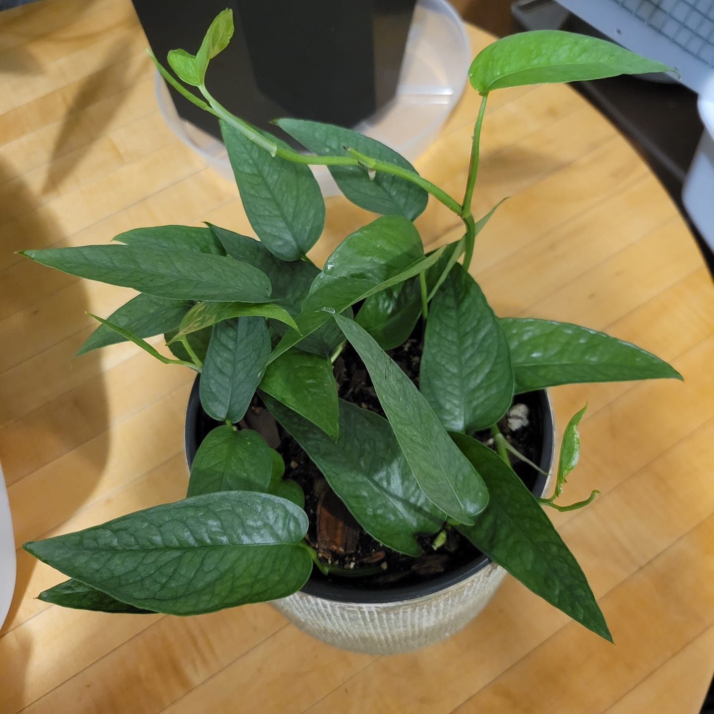 Customer photo review of Pothos Epipremnum aureum 'Manjula'