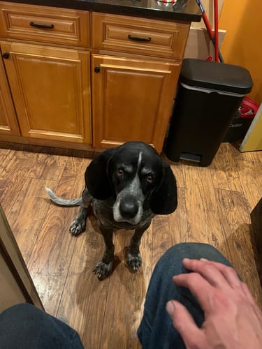 Customer photo review of K9 EarClear