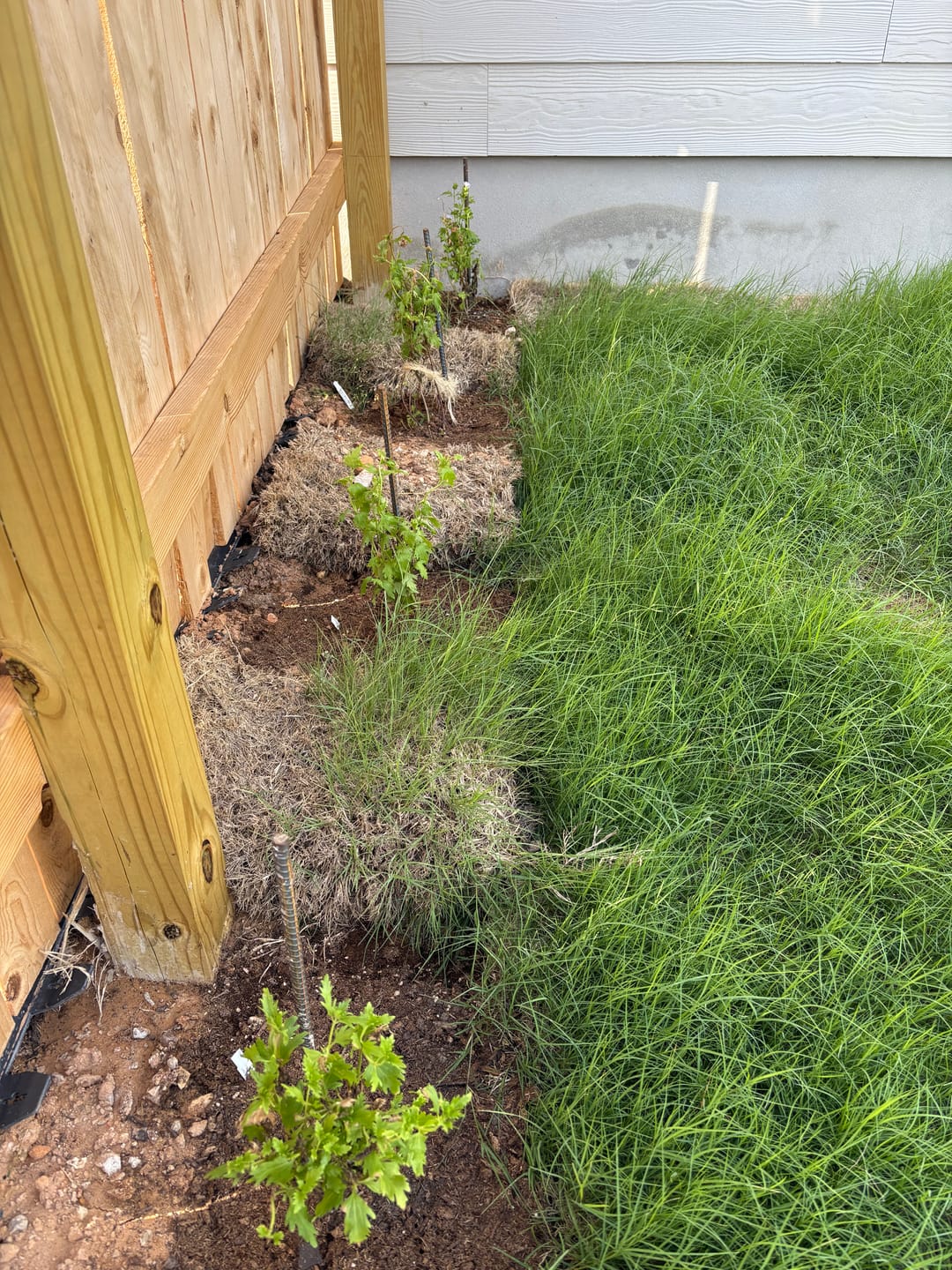 Customer photo review of Gregg's Mistflower