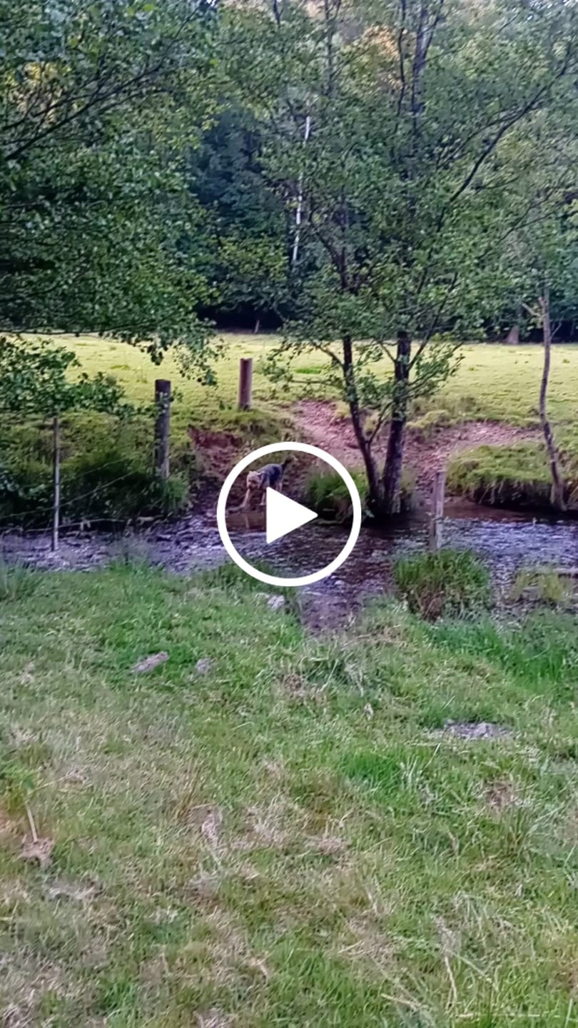 Customer video review of DNA Test Rassebestimmung Pro Hund