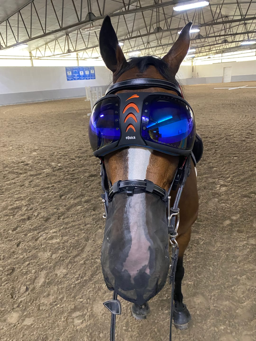 Customer photo review of eVysor - UV Horse Riding Goggles!