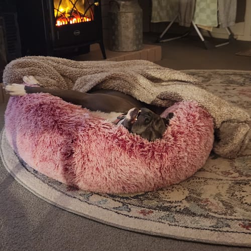 Customer photo review of PaWz Removable Cover Calming Pet Bed