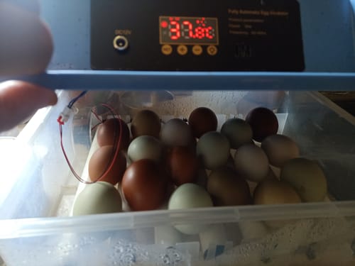 Customer photo review of Couveuse Automatique Professionnelle Poulailler