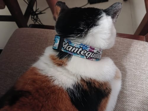 Customer photo review of Collar personalizado para Mascota: Lila