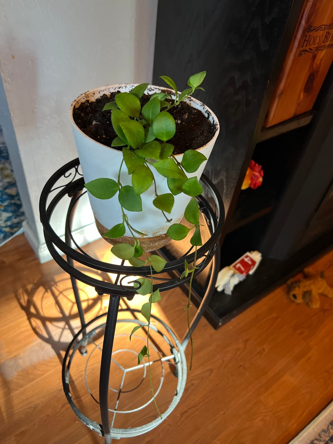 Customer photo review of Hoya heuschkeliana