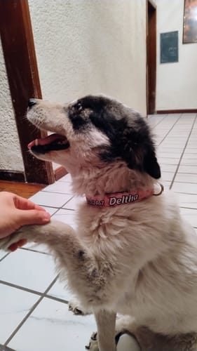Customer photo review of Collar personalizado para Mascota: Corazones
