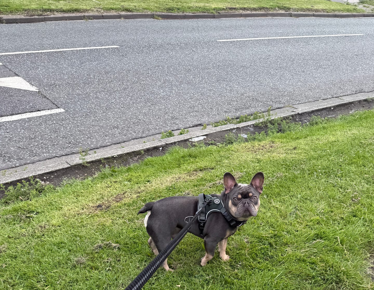Customer photo review of Trail & Glow Tweed Dog Harness - Forest Tweed