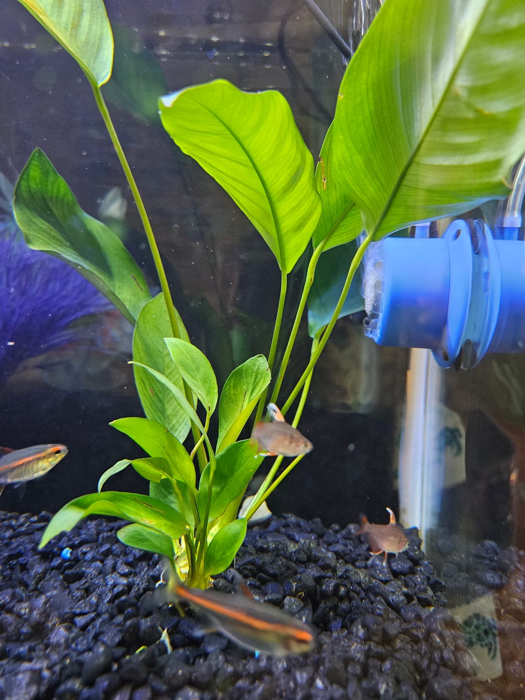 Customer photo review of Blue Mystery Snail