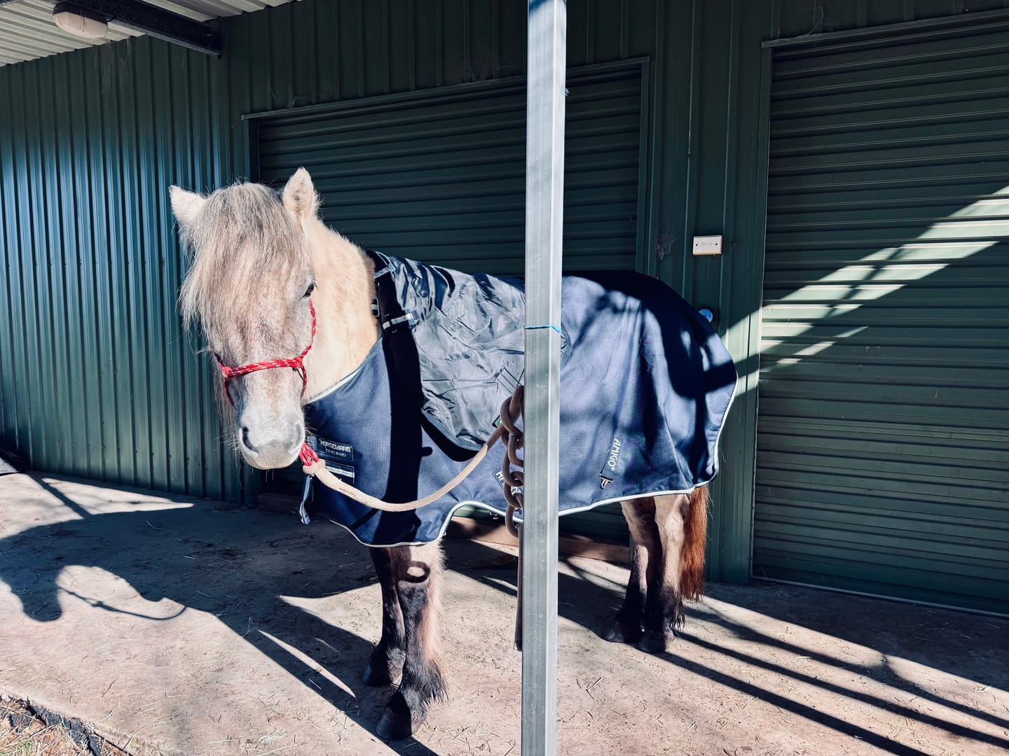 Customer photo review of Amigo Ripstop 900D Plus Pony Turnout 100g
