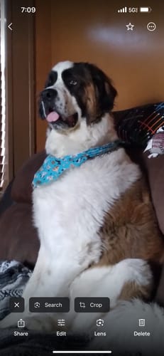 Customer photo review of Hip & Joint