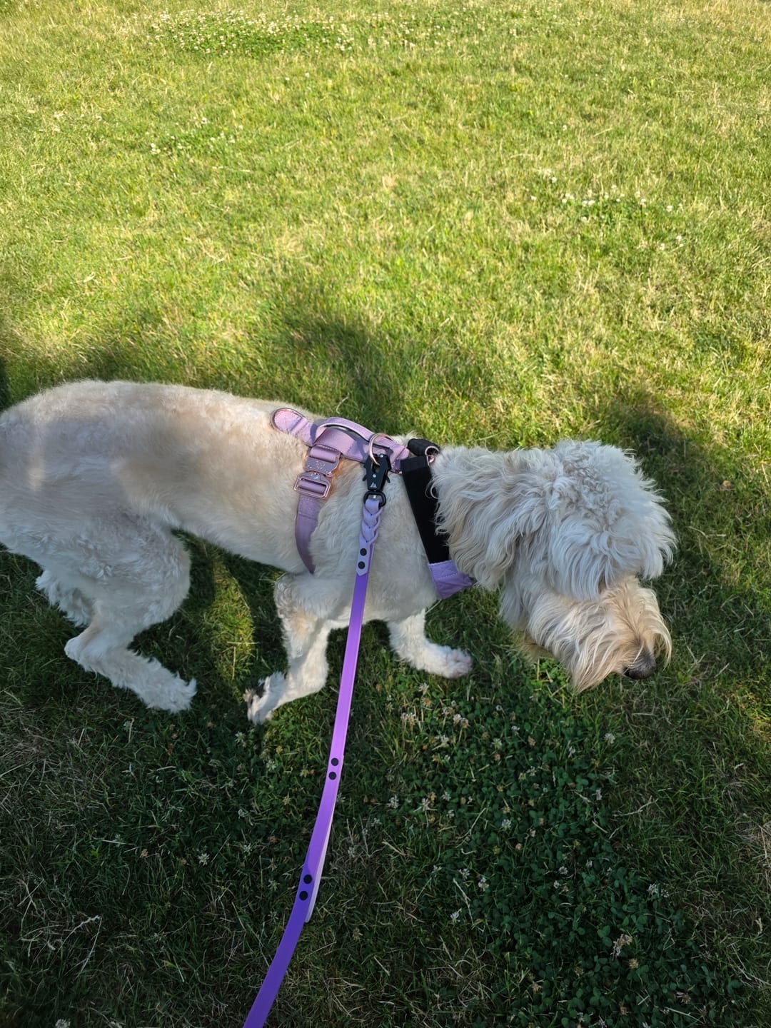 Customer photo review of HNTR 3.0 Dog Harness - Sofia