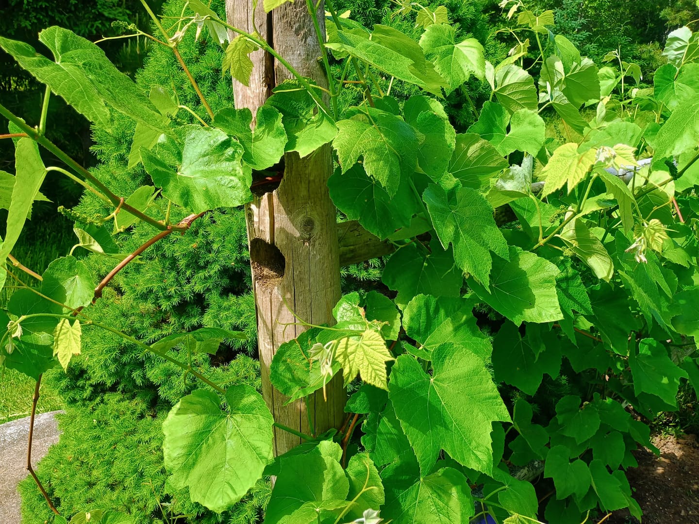 Customer photo review of Organic Neem Oil