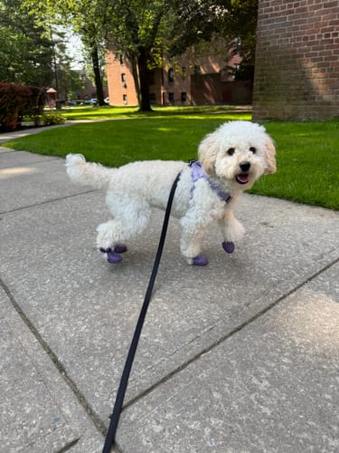 Customer photo review of WagWellies® Mojave