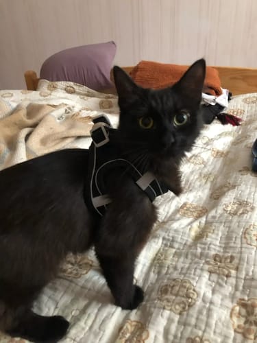 Customer photo review of Explorer Harness | Less boredom. More discovery. A better life for your indoor cat.