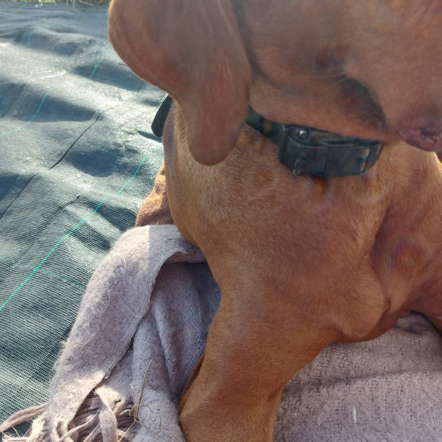 Customer photo review of Remote Training Collar | for All Size Dogs