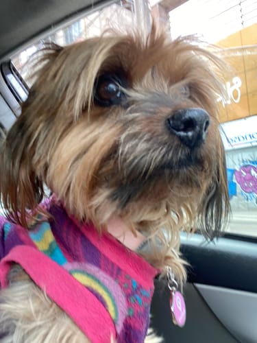 Customer photo review of Placa Rosada