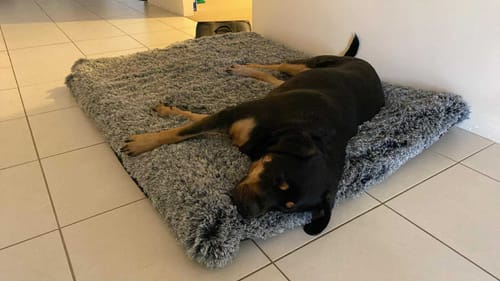 Customer photo review of PaWz Premium SuperMat Calming Bed