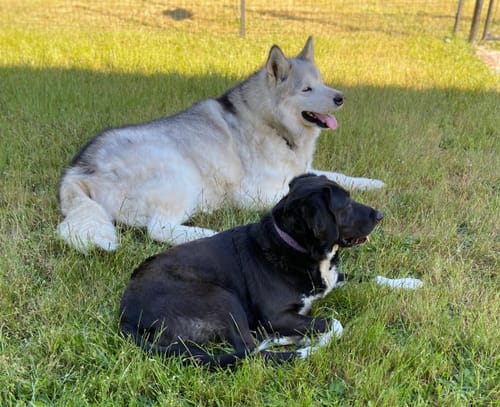 Customer photo review of Hip & Joint