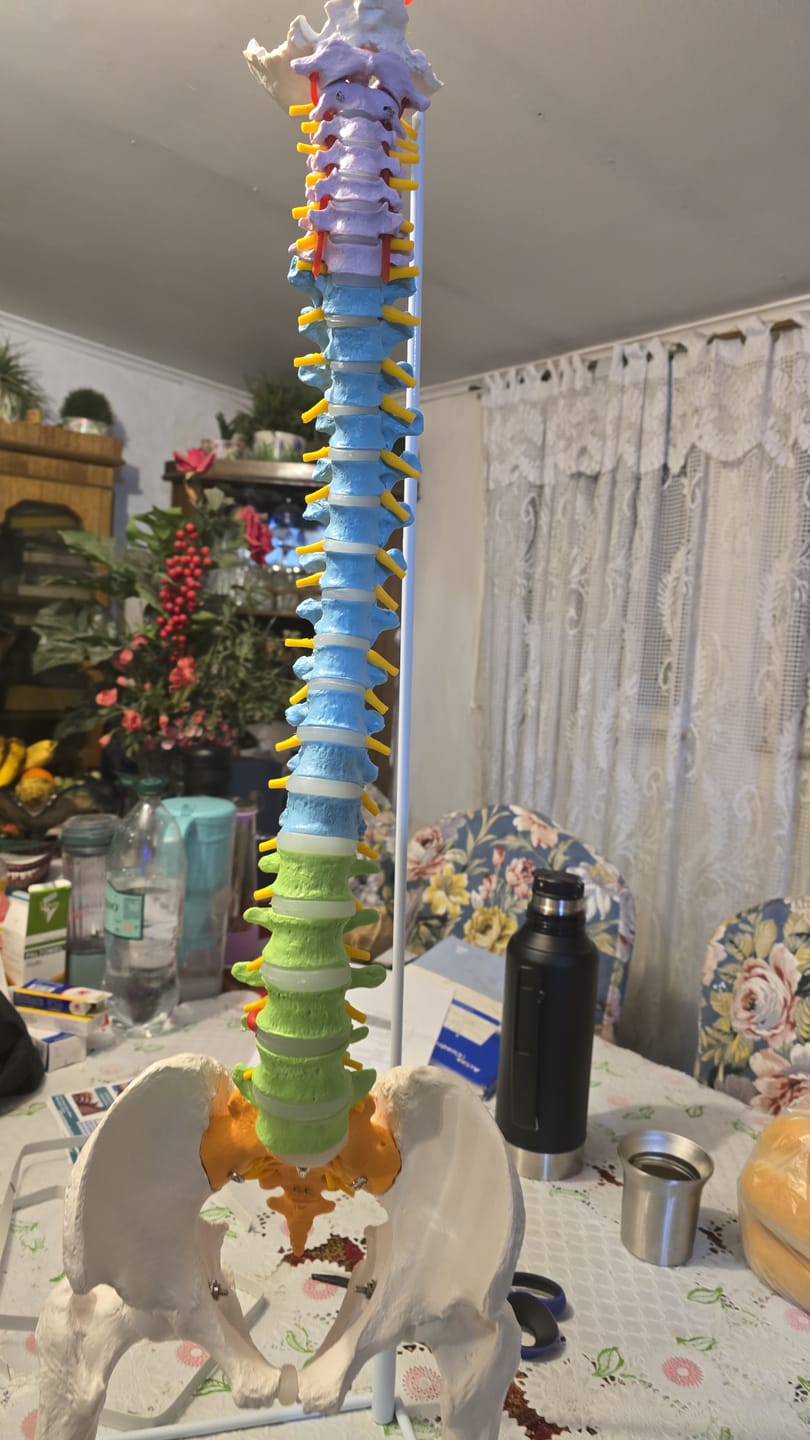 Customer photo review of Columna Vertebral Color Escala Humana Fémur