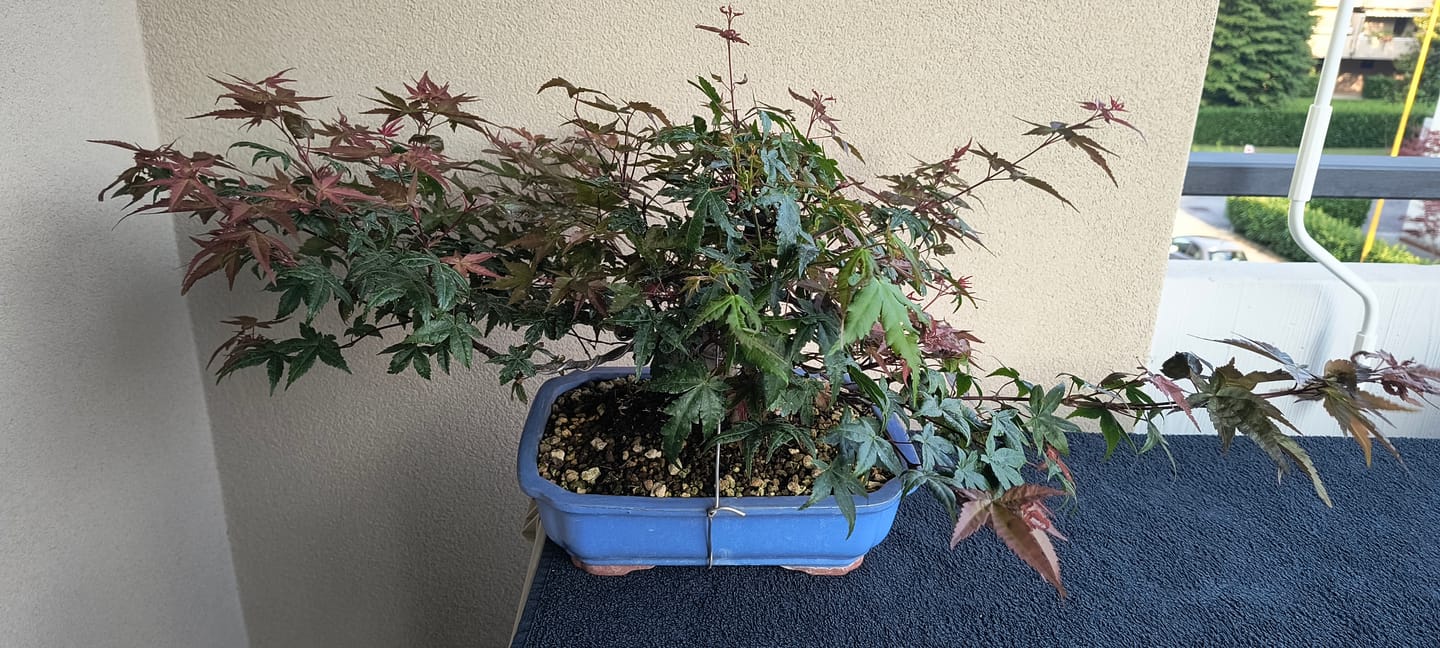 Customer photo review of ANNAFFIATOIO PROFESSIONALE PIOGGIA FINE BONSAI CB 2L