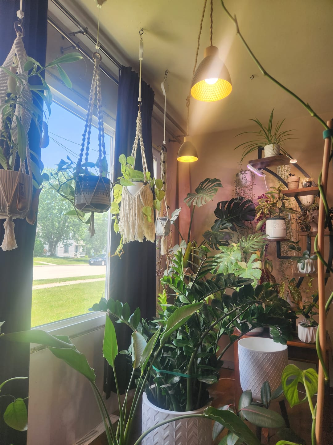 Customer photo review of Fungus Gnat Death Drops