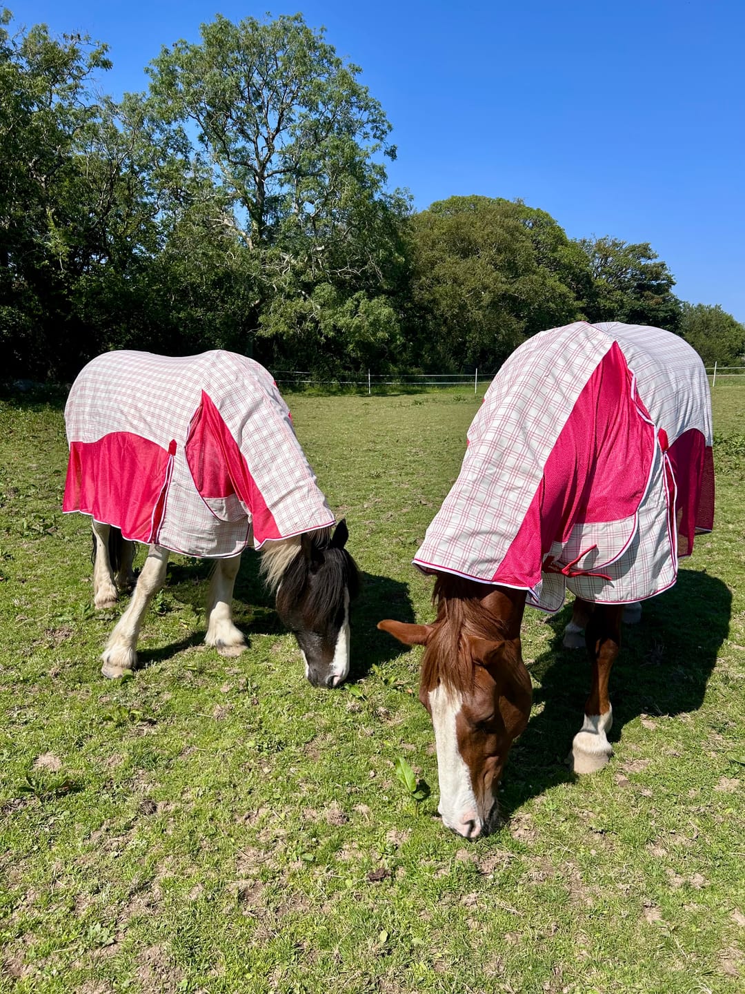 Customer photo review of Allrounder Fly Rug Combo | Big Horse