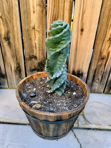 Customer photo review of Cereus forbesii Spiralis | Spiral Cactus