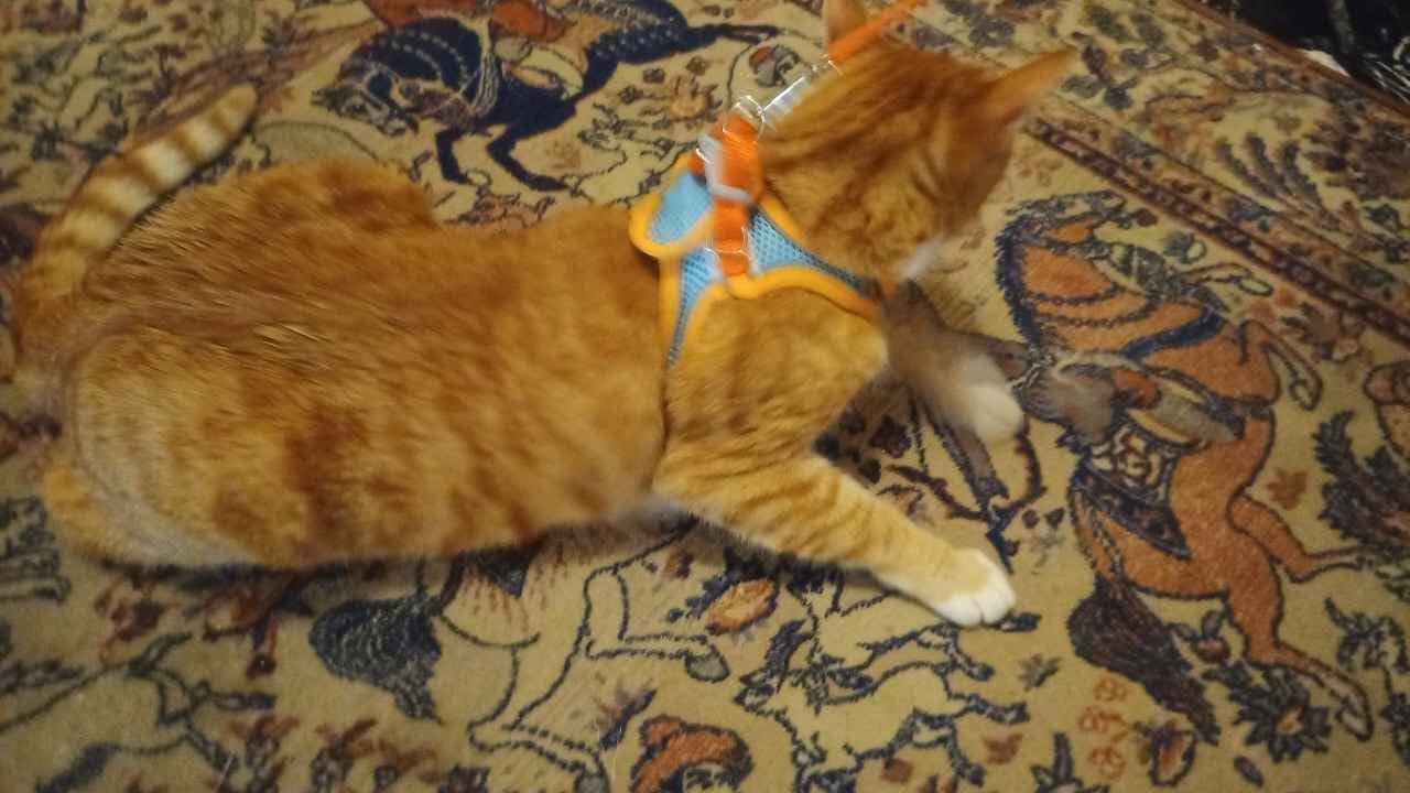 Customer photo review of Explorer Harness | Less boredom. More discovery. A better life for your indoor cat.