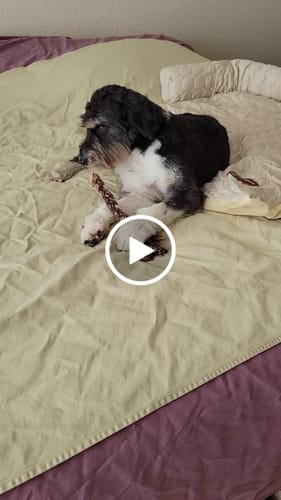 Customer video review of Ostrich Tendon Twister (16" x 2.5" x 1"): The Satisfying, All-Natural Chew for Dental Health & Joint Support