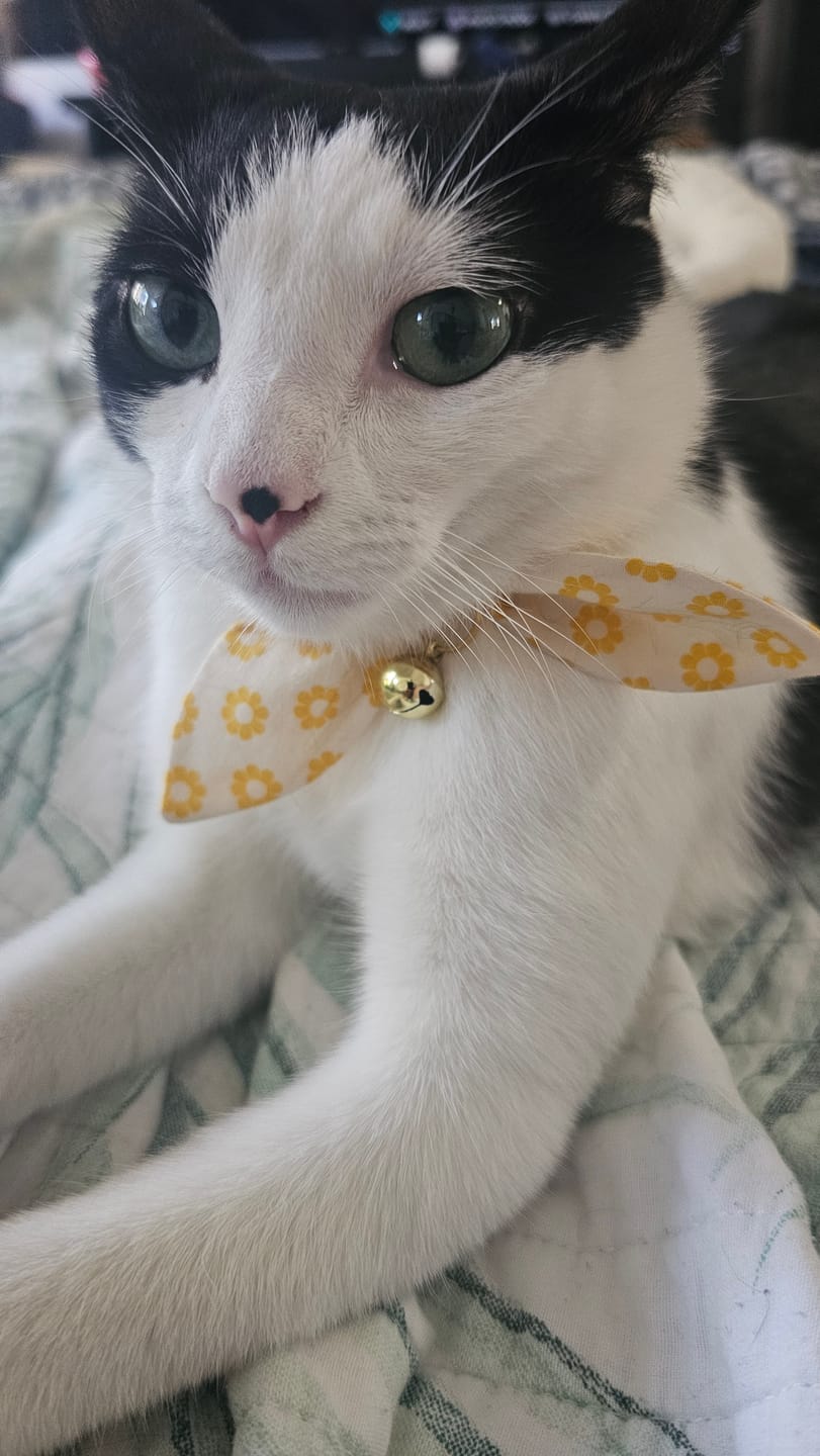 Customer photo review of Yellow Plaid Cat Collar with Charm
